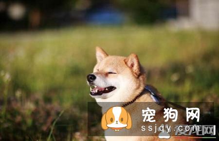 柴犬尾巴短 柴犬什么样的尾巴为最佳