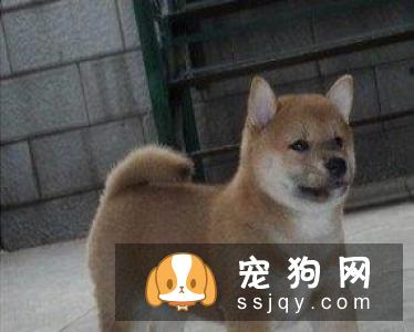 纯种柴犬好养吗咬人吗 纯种柴犬的特点有哪些