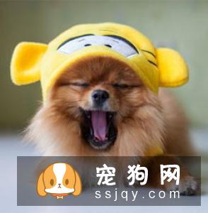 天气炎热，狗狗能吃水果吗?