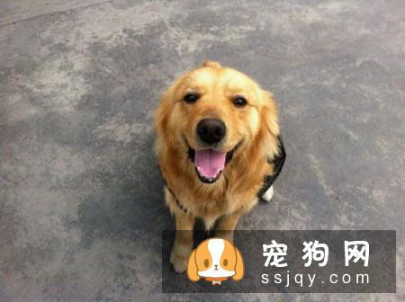 狗狗生病引起呼吸急促和喘气快