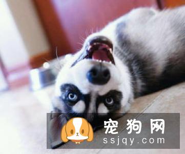 狗狗拉肚子呕吐可能是这些常见原因