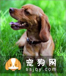 狗狗在秋季容易患的疾病，了解它远离它！