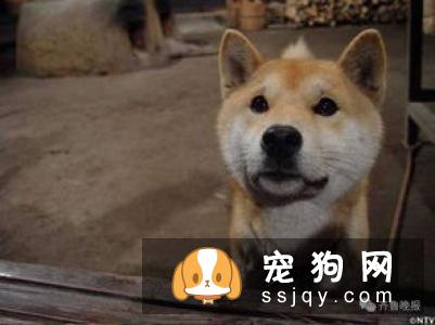 柴犬可以办狗证吗 柴犬办狗证的用途