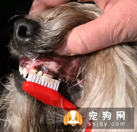 狗狗正确刷牙，能防治常见的牙齿问题
