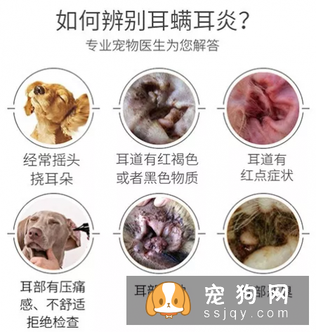 为什么会出现耳道异常_宠物频道