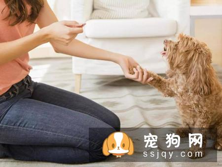 学会以下招数，让狗狗训练有素!