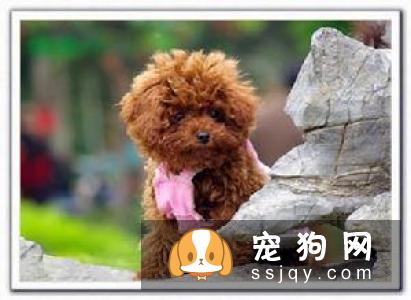 雨天外出回来,狗狗全身都吹乾,千万不能太过大意,原因竟然是。