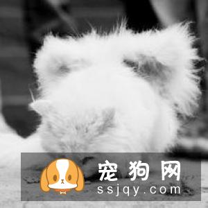 有了宠物，怎么做室内清洁？