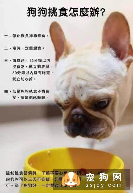 最强养狗基本知识，养狗必备干货