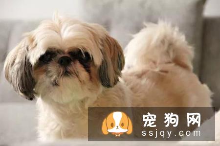 狗狗应该怎么洗澡？狗狗洗澡六个学问
