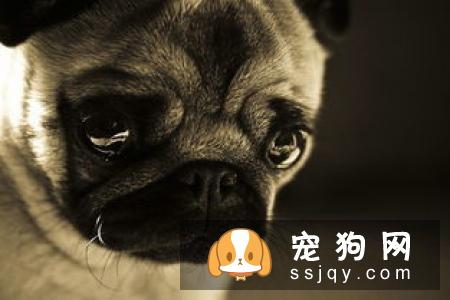 为什么猫和狗喜欢被人摸头？