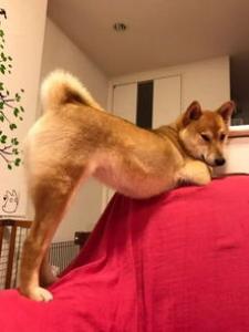 柴犬尾巴短 柴犬什么样的尾巴为最佳