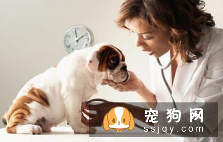在春季需要注意预防狗狗这些常见病