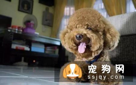 泰迪犬处于7-15岁老年期,一定要做好这几件事!