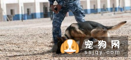 为什么有很多狗狗走丢后,却找不到回家的路呢?