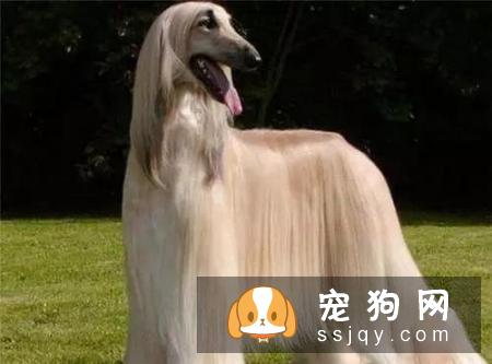 给狗狗梳毛的几大好处_宠物频道