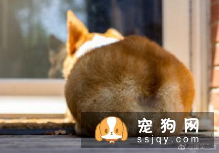 柴犬不喜欢什么 这个东西柴犬最讨厌
