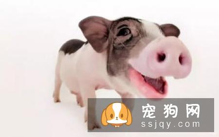 为什么猫和狗喜欢被人摸头？