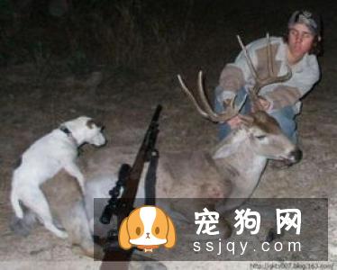 狗狗交配的时候不能随意打断，严重者致死！