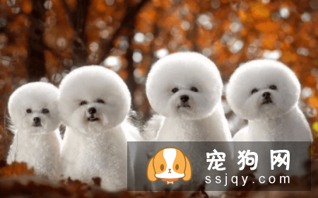 宠物狗一般是多少价格？宠物狗价格排名！