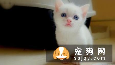 柴犬呕吐怎么办 柴犬呕吐的三个原因