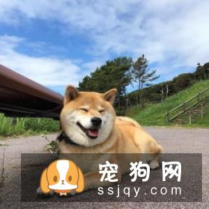 柴犬吃屎怎么办 柴犬吃屎这招可以搞定