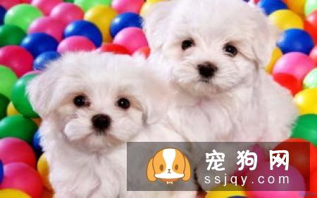 天气炎热，狗狗能吃水果吗?