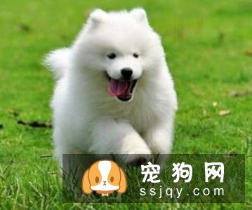 萨摩耶健康知识小课堂 萨摩耶喂养指南
