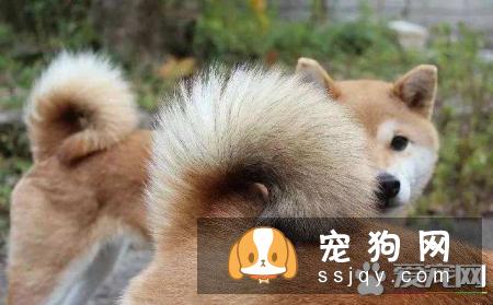 柴犬腿细是锻炼不够吗 柴犬腿细是可能怎么回事