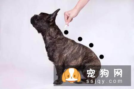 警报，你家的狗狗需要立刻驱虫！