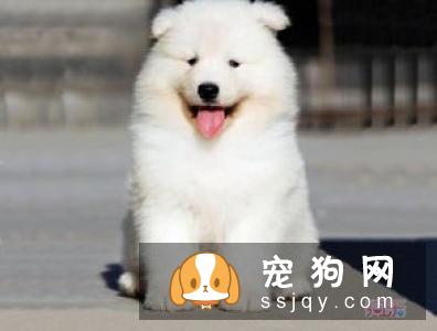 萨摩耶健康知识小课堂 萨摩耶喂养指南