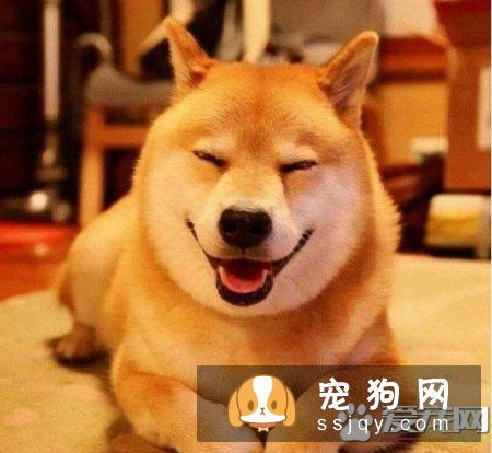 柴犬吃屎怎么办 柴犬吃屎这招可以搞定