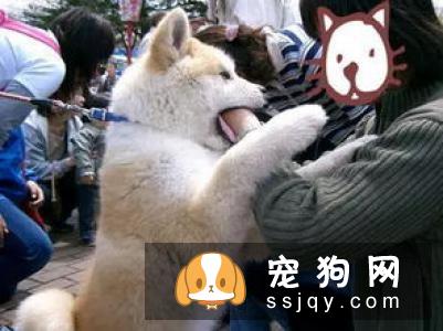 柴犬和秋田犬都产自日本