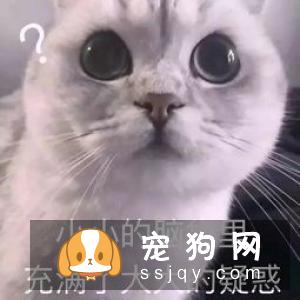 高层怎么养日本柴犬饲养柴犬每天至少要花1个小时