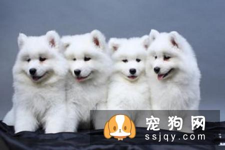 外企加班狗怎么养好娃？上班族养狗必备知识