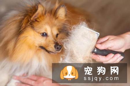 有了宠物，怎么做室内清洁？