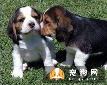 带狗狗第一次出门需要注意些什么？