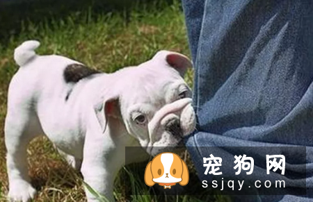 狗狗咬人的恶习应该怎么改掉