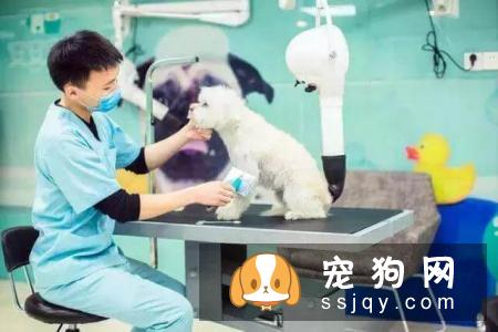 秋季宠物毛发知多少?换毛周期成长期:毛根犬毛结处理注意点