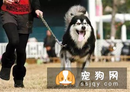 为什么有很多狗狗走丢后,却找不到回家的路呢?
