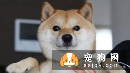 豆柴犬多少钱 怎样区分豆柴犬和柴犬