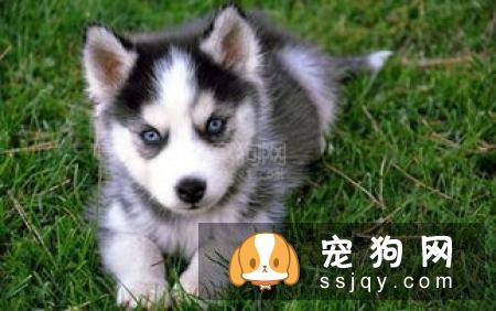 柴犬幼崽的价格是多少?