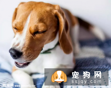 一只贵宾犬因为咳个不停,被主人送到宠物医院