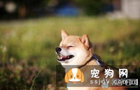 柴犬爪子是什么颜色 柴犬如何判断是否纯正
