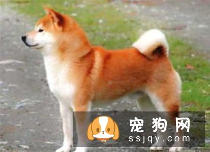 柴犬幼犬叫有一个原因就是没有满足柴犬的需求