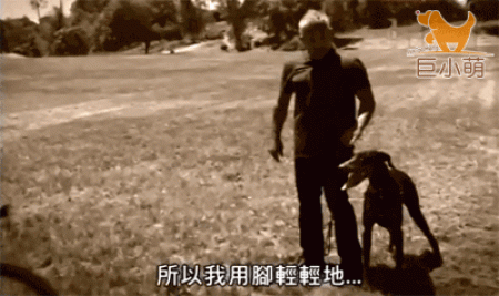 身价70亿的训犬师告知你，狗狗应该这样训练