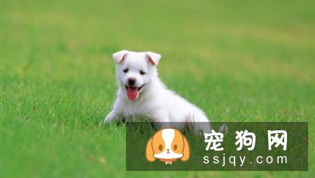 带狗狗第一次出门需要注意些什么？
