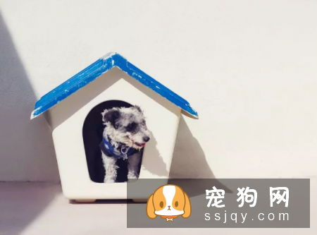 10只狗里只有3只狗可以按照这样的方法去排便