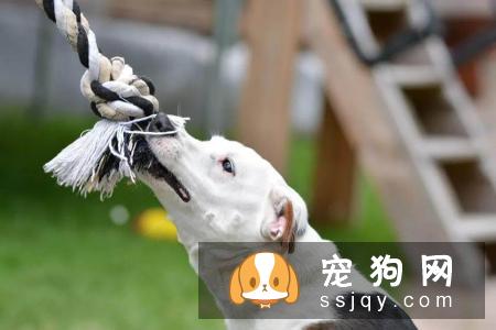 如何教育狗狗,让它改变这一行为值得主人思考