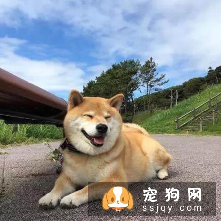 什么家庭适合养什么狗狗
